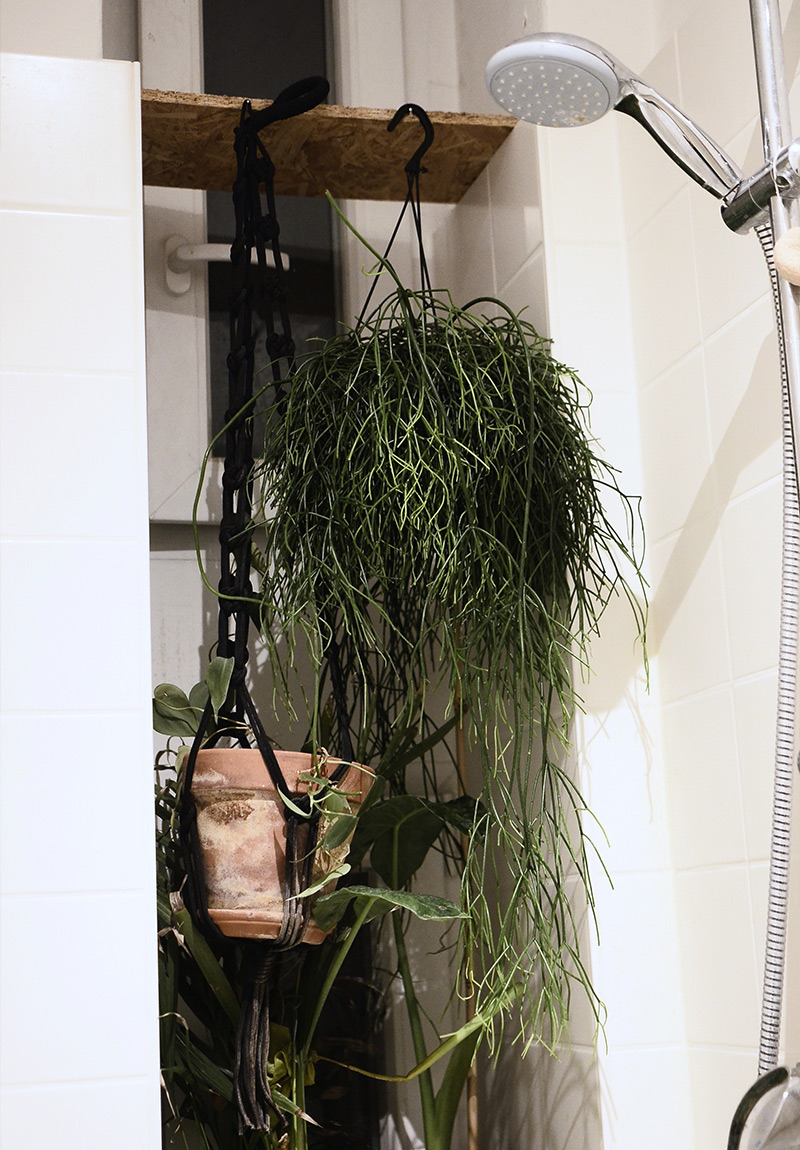 plante salle de bain