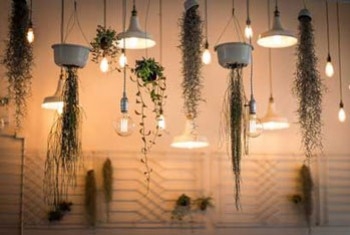 Des plantes dans la salle de bains : ce qu’il faut retenir !